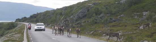 Rentiere auf der Straße